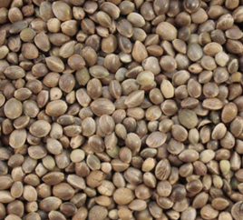 Hemp sterilized seeds 2kg